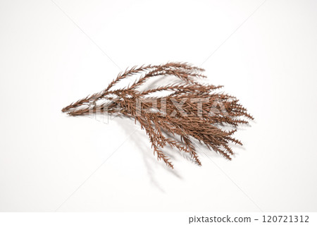 Dried cedar leaves 120721312