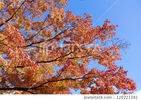 Autumn leaves shining in the blue sky 120721392