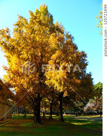 Wako林地公園在秋天 120721694