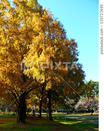 Wako林地公園在秋天 120721695