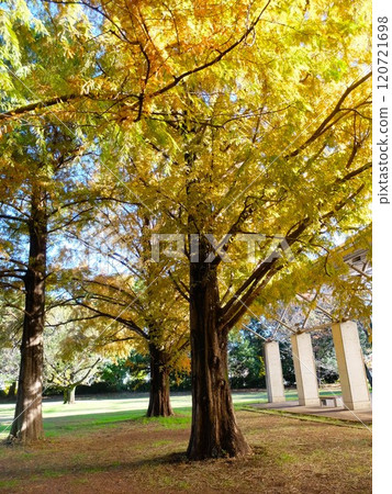 Wako林地公園在秋天 120721698