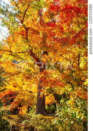 【京都風景】紅葉絢麗的寶嚴院 120721980
