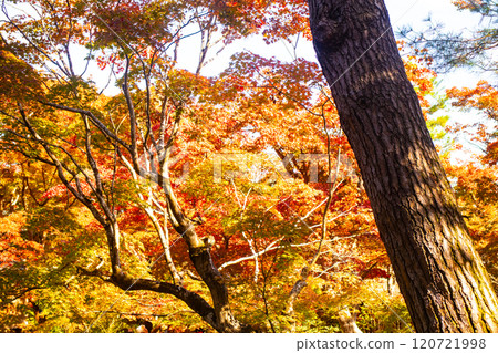 [Kyoto Scenery] Hogon-in Temple: A garden filled with gorgeous autumn foliage 120721998