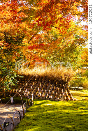 [Kyoto Scenery] Hogon-in Temple: A garden filled with gorgeous autumn foliage 120722021