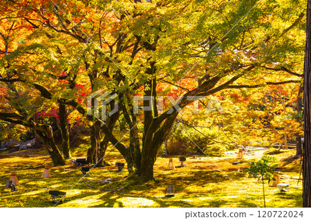 【京都風景】紅葉絢麗的寶嚴院 【京都風景】紅葉絢麗的寶嚴院 120722024