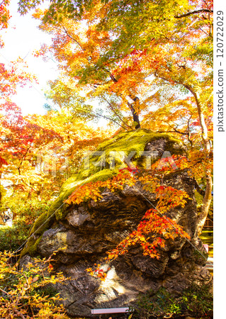 [Kyoto Scenery] Hogon-in Temple: A garden filled with gorgeous autumn foliage 120722029