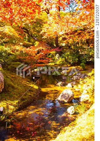 [Kyoto Scenery] Hogon-in Temple: A garden filled with gorgeous autumn foliage 120722037