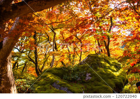 【京都風景】紅葉絢麗的寶嚴院 120722040