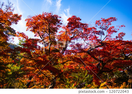 [Kyoto Scenery] Hogon-in Temple: A garden filled with gorgeous autumn foliage 120722043