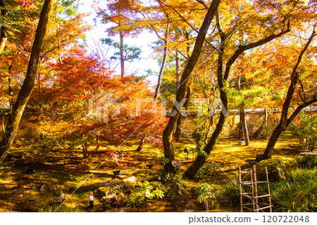 【京都風景】紅葉絢麗的寶嚴院 120722048
