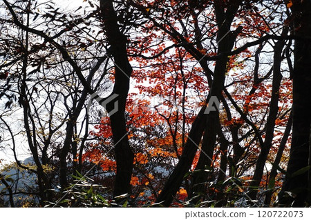 Broadleaf tree Broadleaf tree 120722073