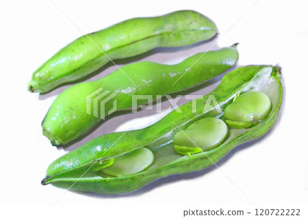 在家庭花園收穫的蠶豆 120722222