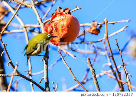 吃100眼柿子 120722337