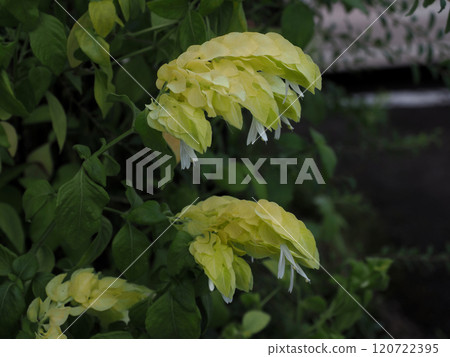 樹蔭下盛開的米色小美莊(黃色女王的黃花特寫) 樹蔭下盛開的米色小美莊(黃色女王的黃花特寫) 120722395