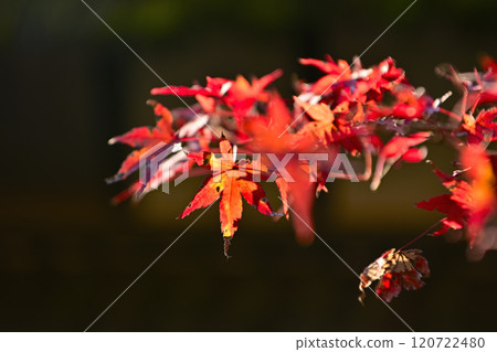 Momiji who changed leaves 120722480