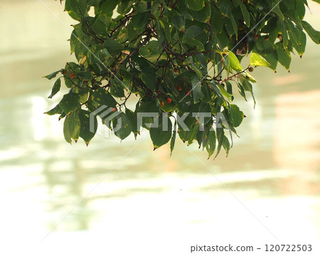 Autumn water surface and orange enoki fruit (enoki tree with fruit starting to turn color) 120722503
