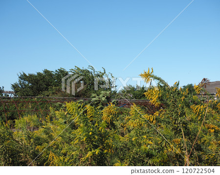 一枝黃花被風扇動(Konaga Plain '24 大風天) 一枝黃花被風扇動(Konaga Plain '24 大風天) 120722504