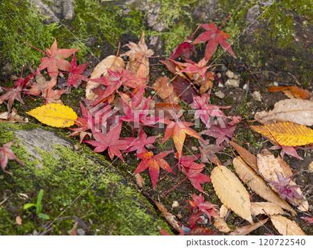 Vivid autumn leaves falling Vivid autumn leaves falling 120722540