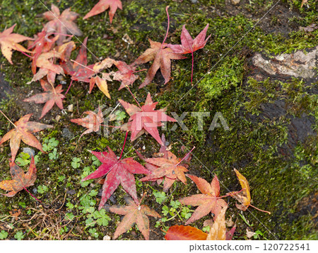 Vivid autumn leaves falling 120722541