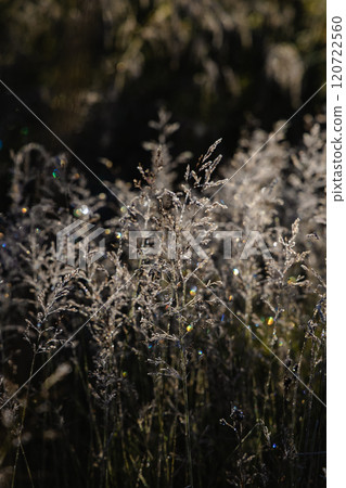 A field of grass with a few specks of light shining through the leaves 120722560