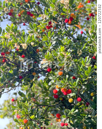 Fruit and leaves of wax berry on tree. Sunny fall day in Italy. Mountains and nature. Background for design. Fruit and leaves of wax berry on tree. Sunny fall day in Italy. Mountains and nature. Background for design. 120722582