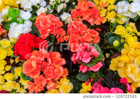 Background of the beautiful colorful begonia flowers 120722583