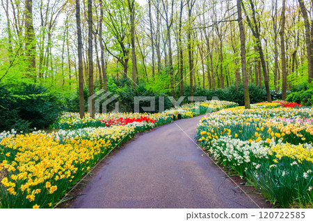 Scenic view of Keukenhof tulip garden in Lisse, Netherlands. Keukenhof is the most beautiful spring garden in the world. Beautiful ornamental garden landscape at Lisse, Netherlands Scenic view of Keukenhof tulip garden in Lisse, Netherlands. Keukenhof is the most beautiful spring garden in the world. Beautiful ornamental garden landscape at Lisse, Netherlands 120722585