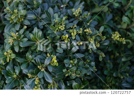 Lush Green Foliage Surrounded by Beautiful Emerging Flowers in a Vibrant Landscape Lush Green Foliage Surrounded by Beautiful Emerging Flowers in a Vibrant Landscape 120722757