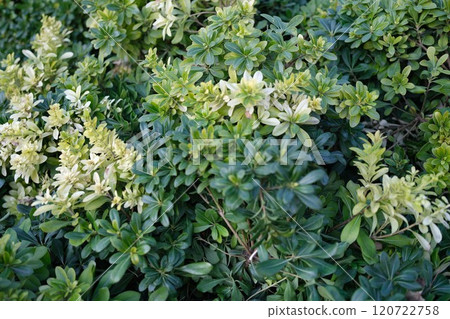 A stunning display of vibrant green foliage adorned with delicate little white flowers that bloom A stunning display of vibrant green foliage adorned with delicate little white flowers that bloom 120722758