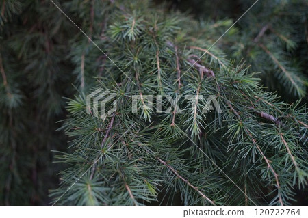 A CloseUp View of Evergreen Needles on a Branch, Capturing Their Intricate Details and Beauty 120722764