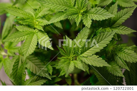 A Stunning Vibrant Green Cannabis Plant is Beautifully Showcased in an Intricate CloseUp View 120722801