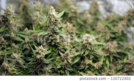 A Stunning CloseUp Look at Healthy Cannabis Plants That Are Currently in Blooming Stage 120722802