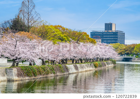 Hiroshima Peace Memorial Park with cherry blossoms in bloom 120722839