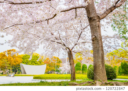 Hiroshima Peace Memorial Park with cherry blossoms in bloom Hiroshima Peace Memorial Park with cherry blossoms in bloom 120722847