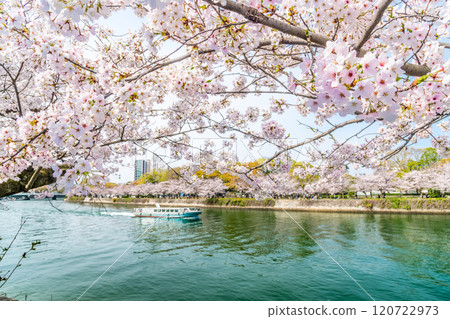 櫻花盛開的廣島和平紀念公園 120722973