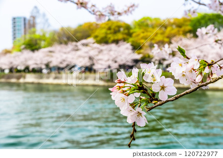 Hiroshima Peace Memorial Park with cherry blossoms in bloom 120722977