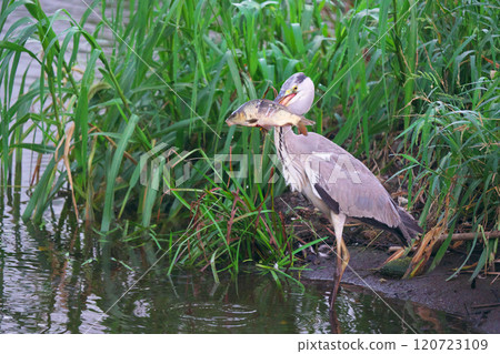 綾瀨市立川市的灰鷺 綾瀨市立川市的灰鷺 120723109