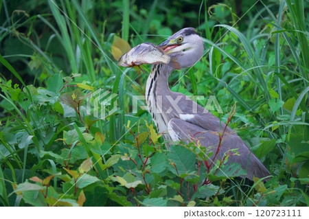 綾瀨市立川市的灰鷺 120723111