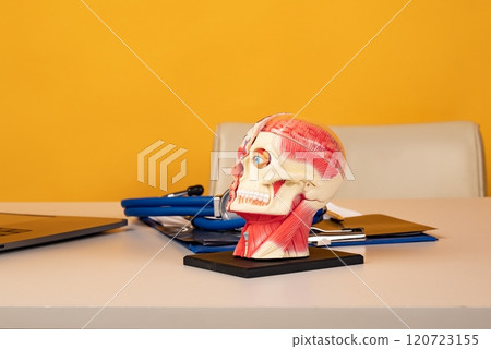 Anatomical model human head on work desk of doctor in medical clinic. 120723155
