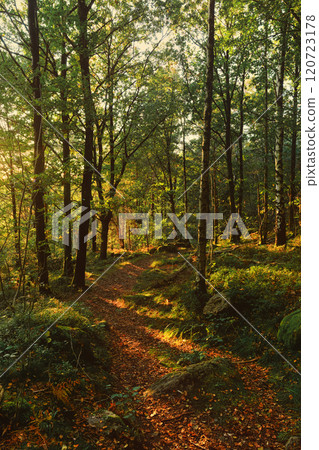 A quiet forest path with sunlight filtering through the trees 120723178