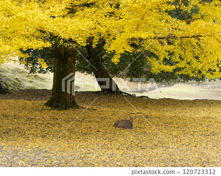 奈良公園的銀杏樹和鹿與秋葉 120723312