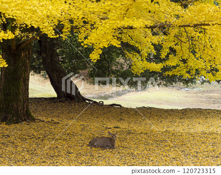 Autumn leaves of ginkgo trees and deer in Nara Park 120723315