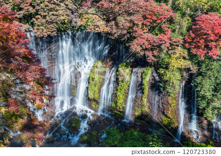 靜岡縣富士宮市被秋葉包圍的白絲瀑布 120723380