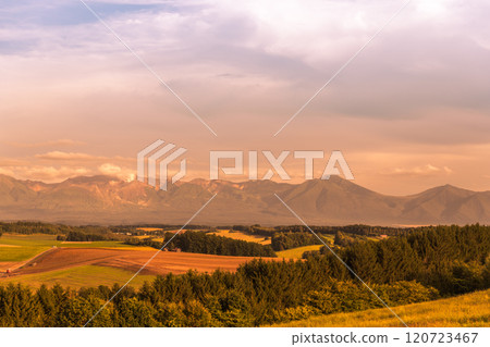 [富良野市洋蔥收穫與拖拉機] 120723467