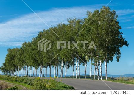 [Autumn scenery of the row of white birch trees near the Seven Star Tree] 120723491