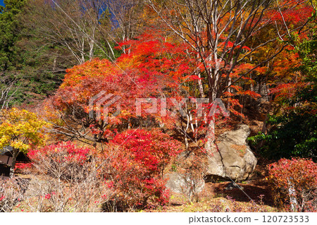 Autumn at Seiunji Temple Rock Garden, Hikawa Valley 120723533
