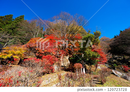 Autumn at Seiunji Temple Rock Garden, Hikawa Valley 120723728