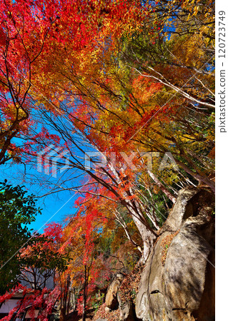 Autumn at Seiunji Temple Rock Garden, Hikawa Valley 120723749