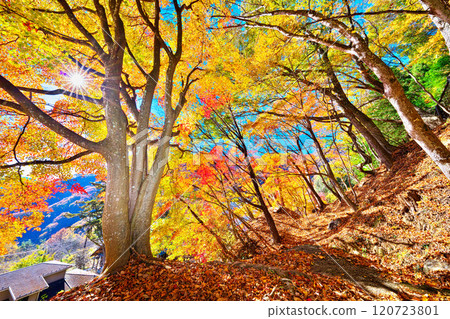 Autumn at Seiunji Temple Rock Garden, Hikawa Valley 120723801