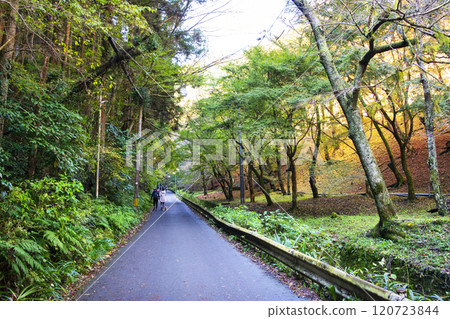 Mount Takao, hiking trail, entrance to Biwa Falls Course (Route 6), late November 120723844